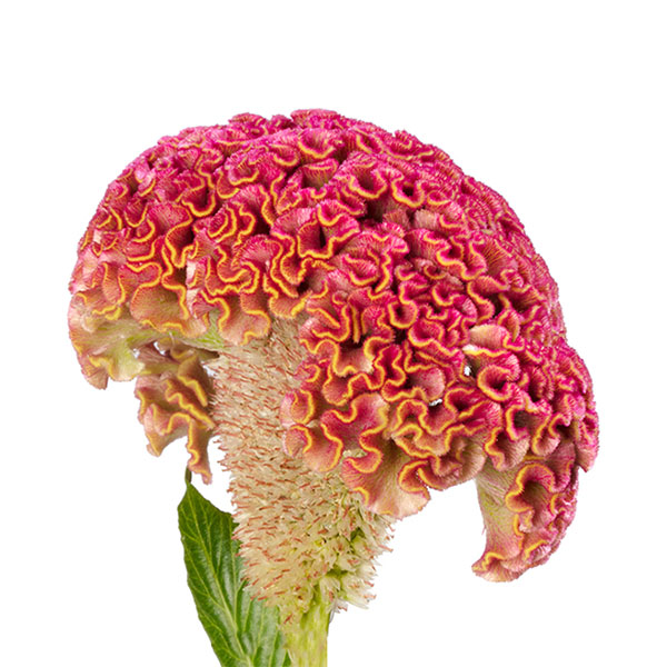 CELOSIA