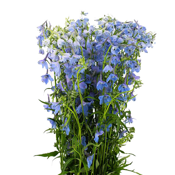 DELPHINIUM