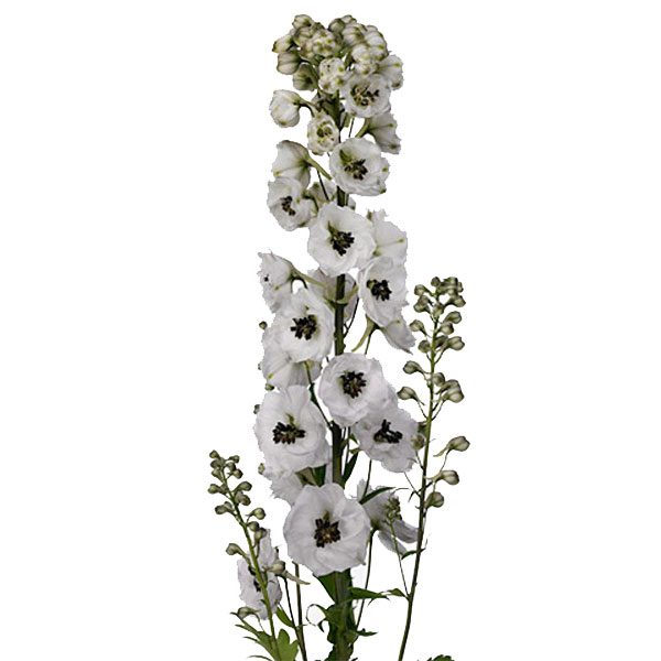 DELPHINIUM