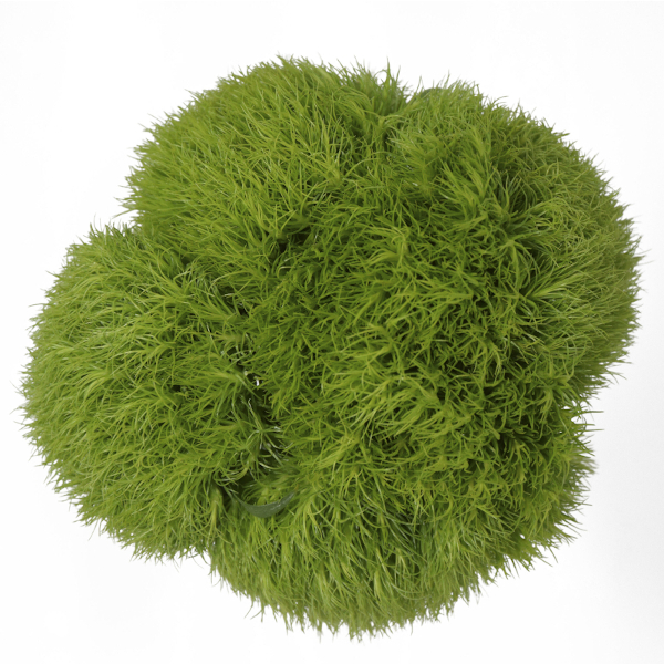 DANTHUS GREEN BALL