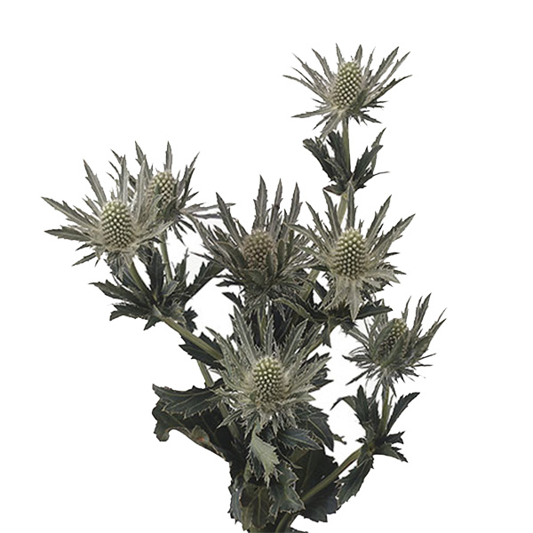 ERYNGIUM