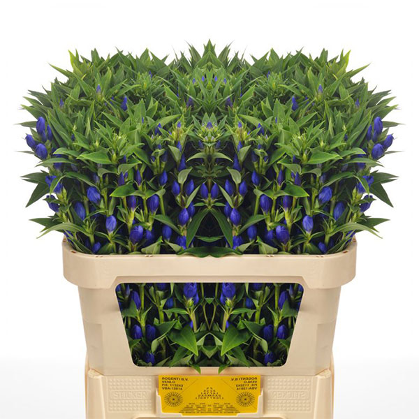 GENTIANA