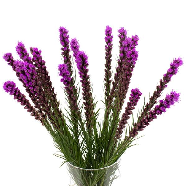 LIATRIS