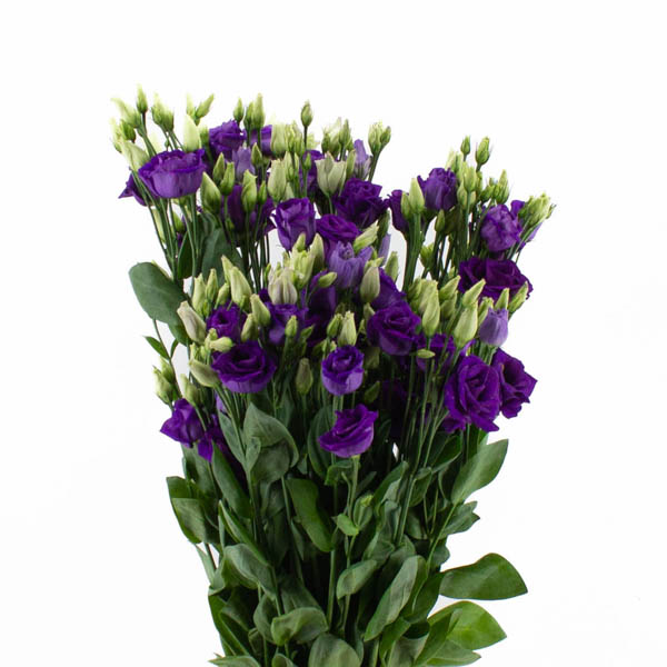 LISIANTHUS