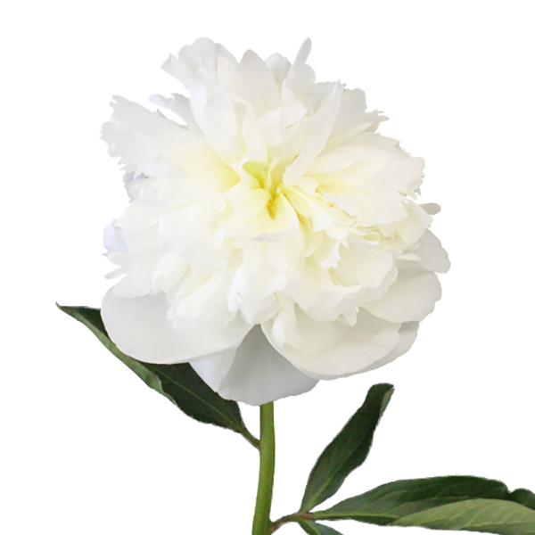 PEONIA