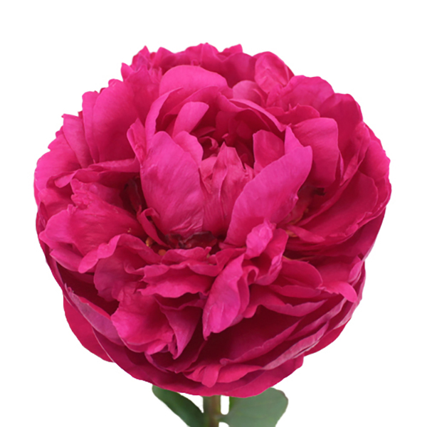 PEONIA