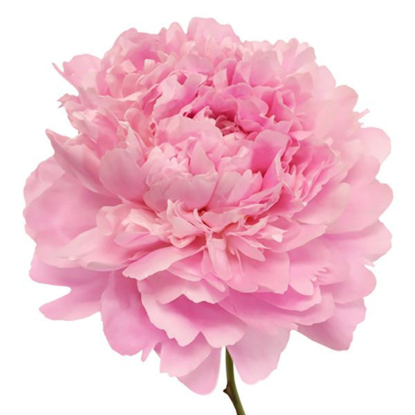 PEONIA