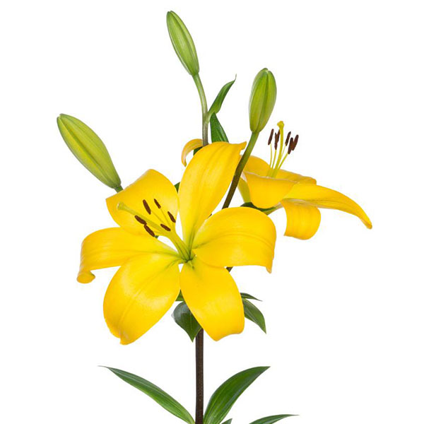 Catálogo FLOR LILIUM