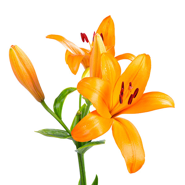 Catálogo FLOR LILIUM