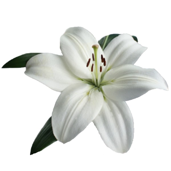 LILIUM