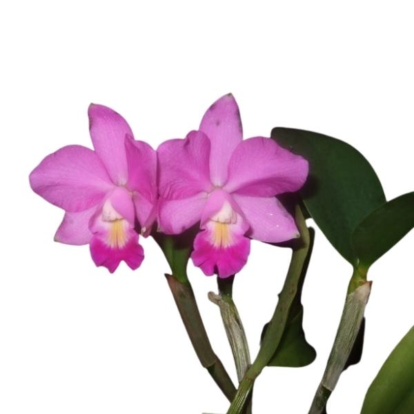 CATTLEYA