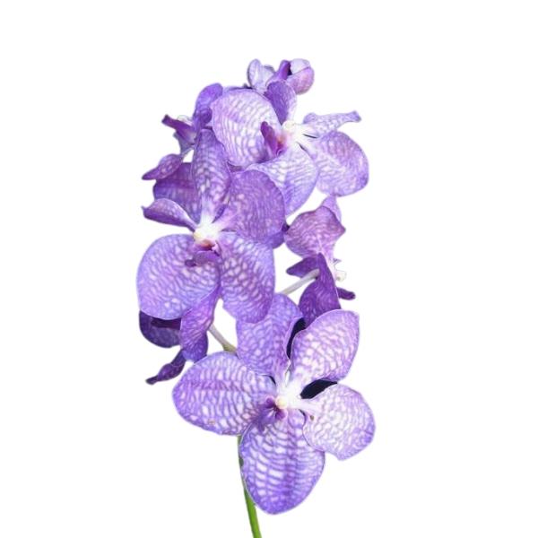 VANDA