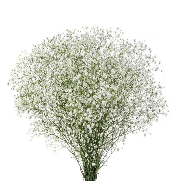 GYPSOPHILE