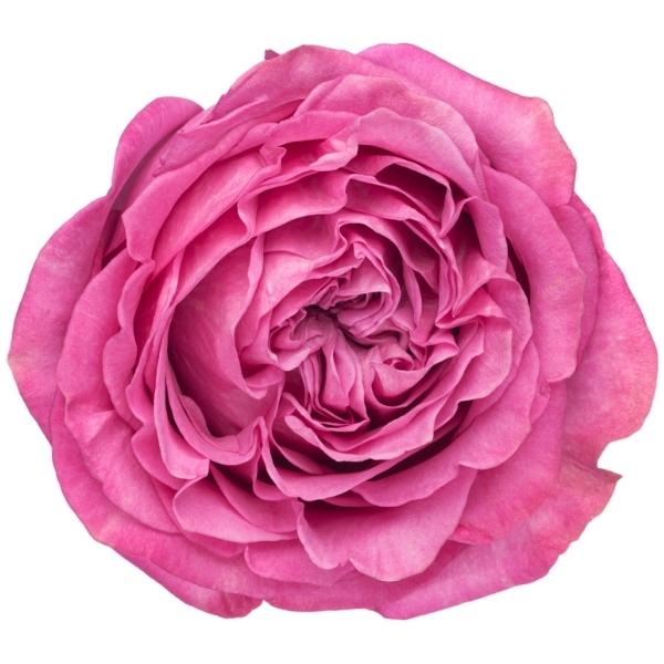 ROSA QUEENS CROWN