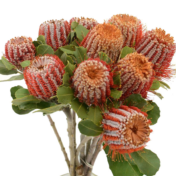 BANKSIA