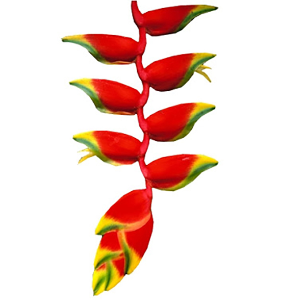 HELICONIA COLGANTE