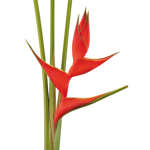 HELICONIA RECTA