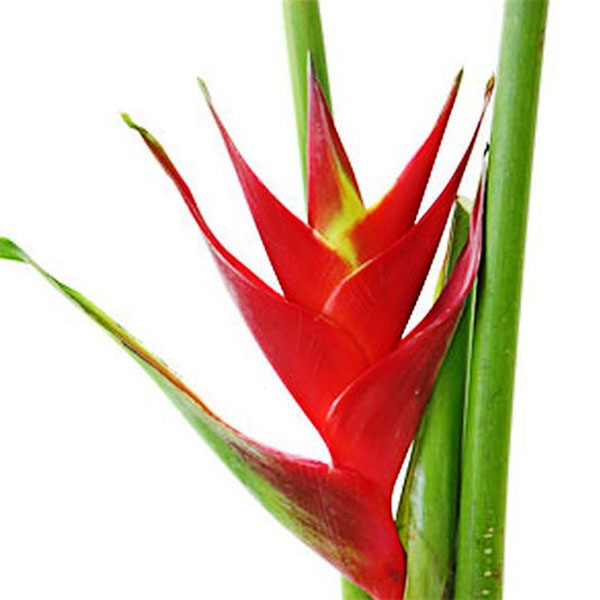 HELICONIA TROPICAL