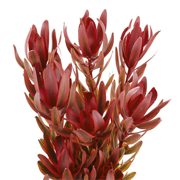 LEUCADENDRON