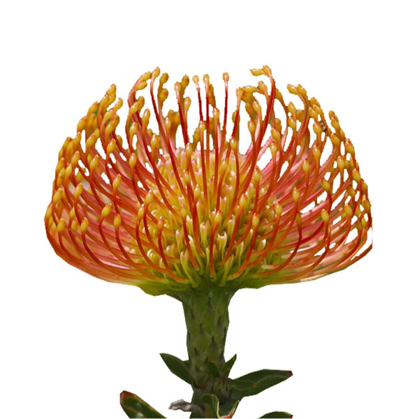 LEUCOSPERMUM