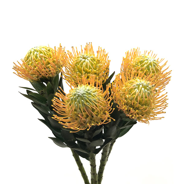 PROTEA