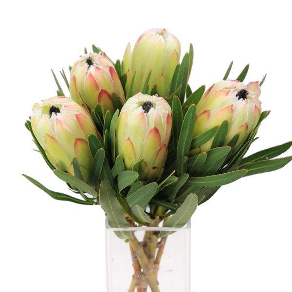 PROTEA