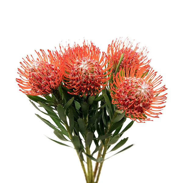 PROTEA