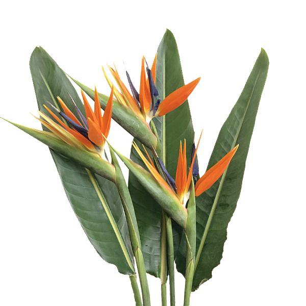 STRELITZIA