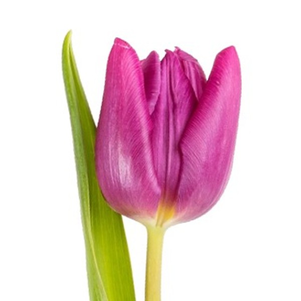 TULIPE