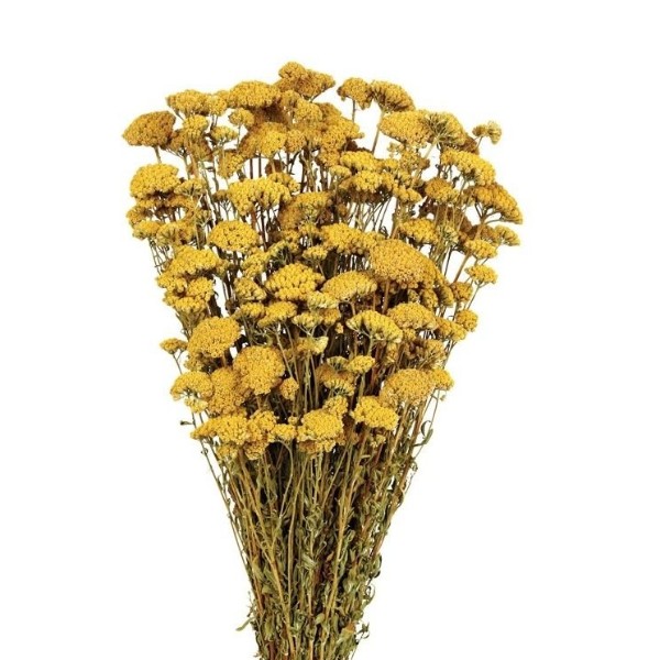 ACHILLEA