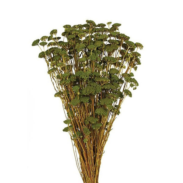 ACHILLEA