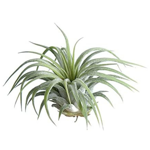 TILLANDSIA