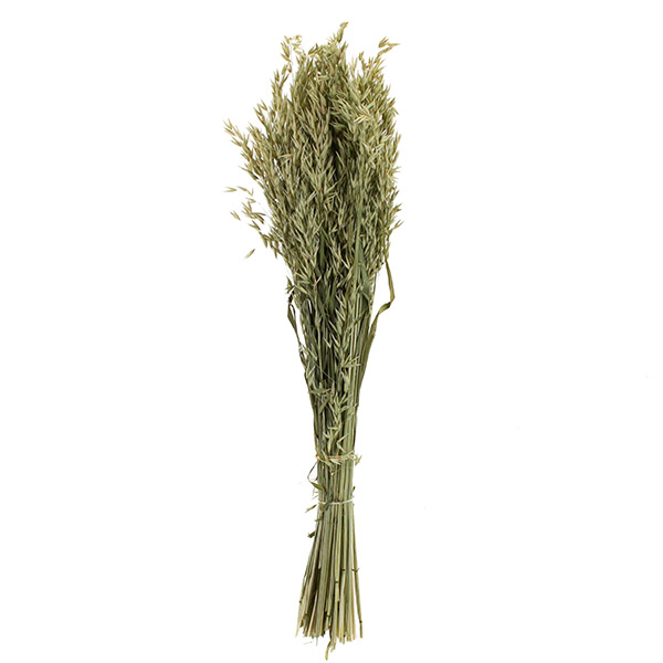 AVENA SATIVA