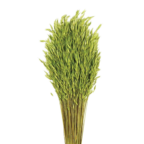 AVENA SATIVA