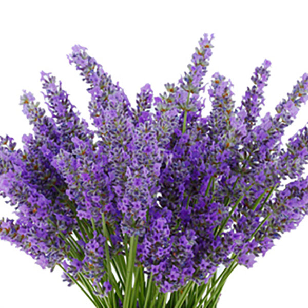 LAVANDA