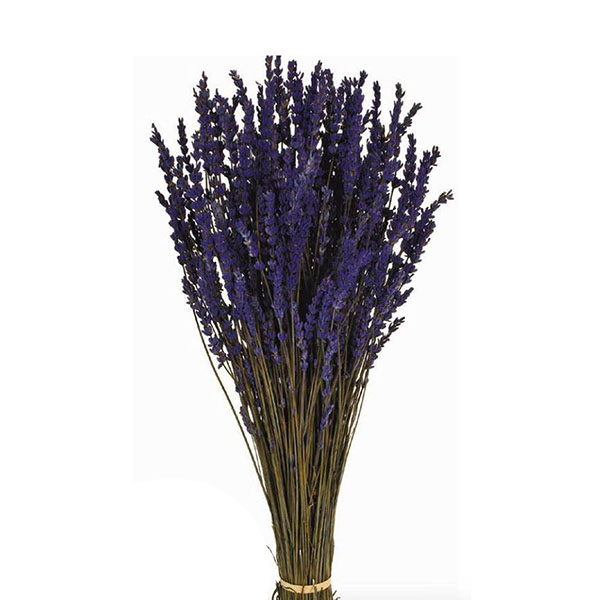 C LAVANDA