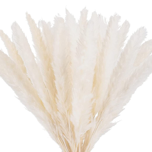 CORTADERIA