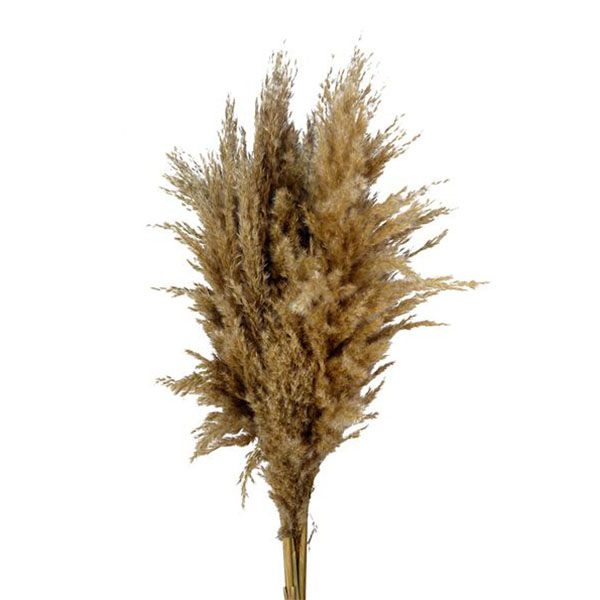 CORTADERIA