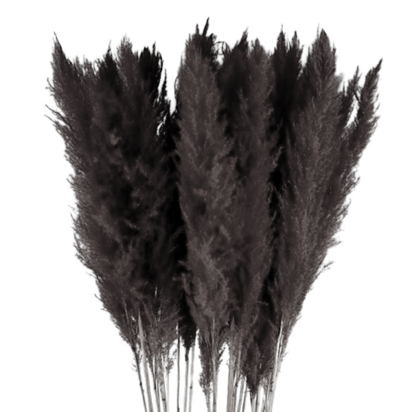 CORTADERIA