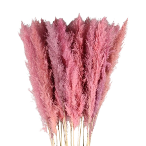 CORTADERIA