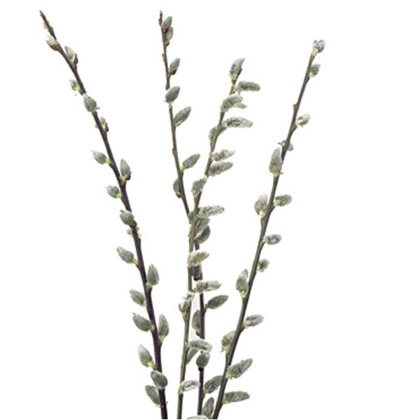 SALIX PUSSY