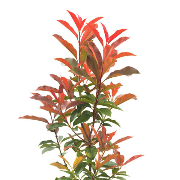 PHOTINIA