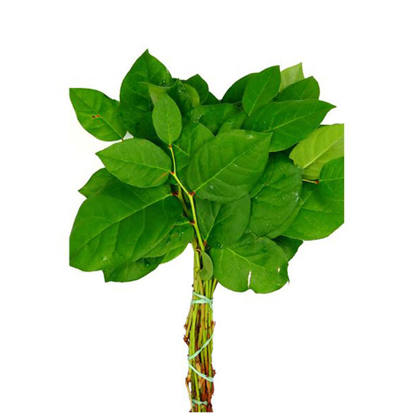 SALAL