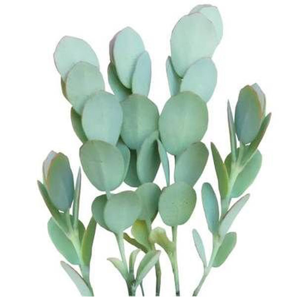 KALANCHOE