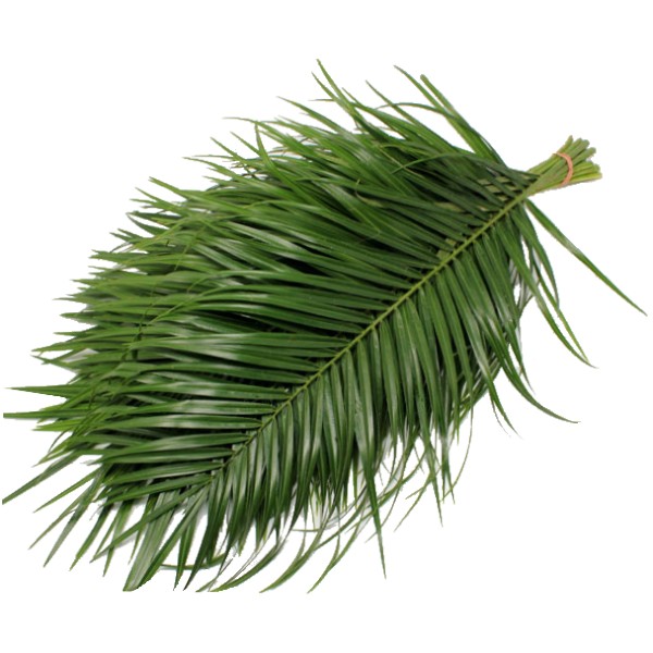 PALMERA