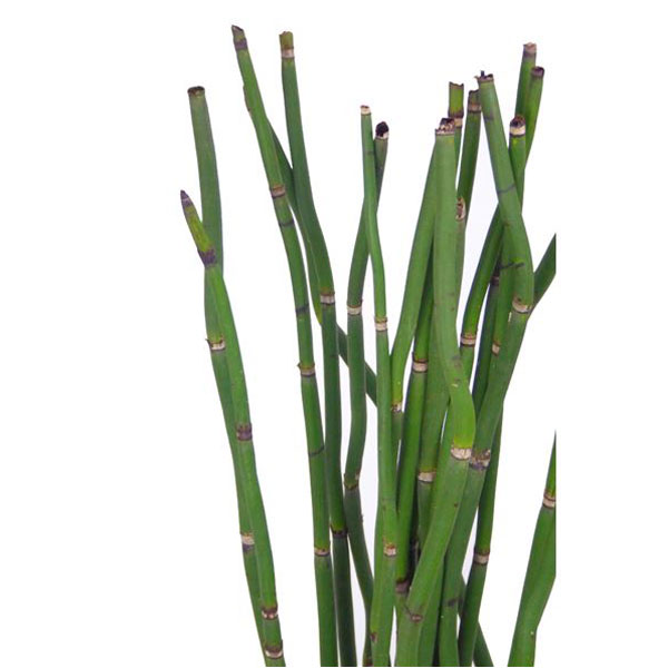 SNAKE GRASS