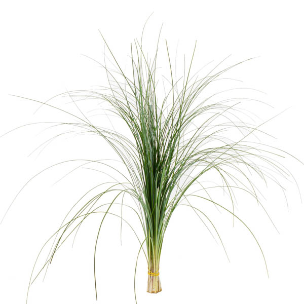 STEEGRASS