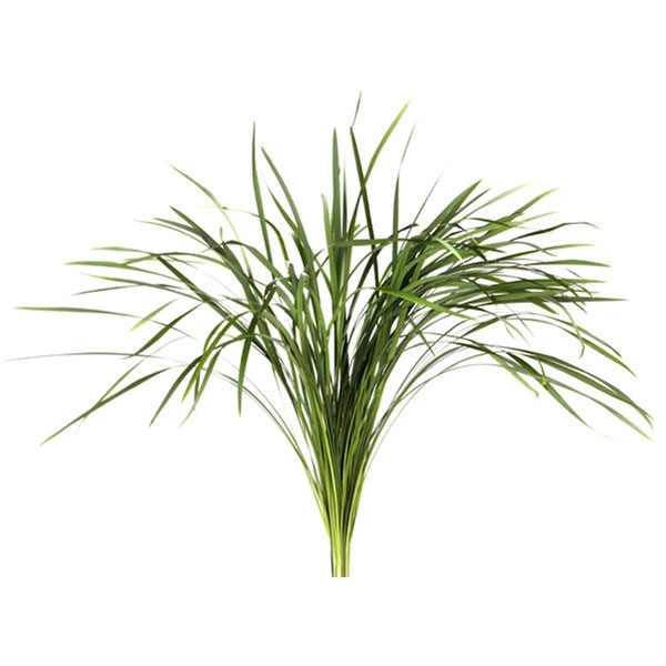 T-GRASS