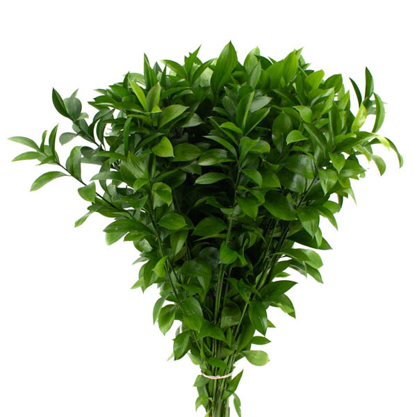 RUSCUS