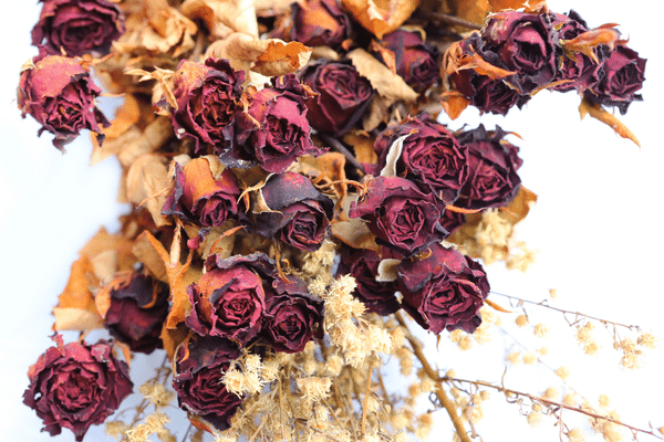 noticias-flores-secas-san-valentin noticias-flores-secas-san-valentin